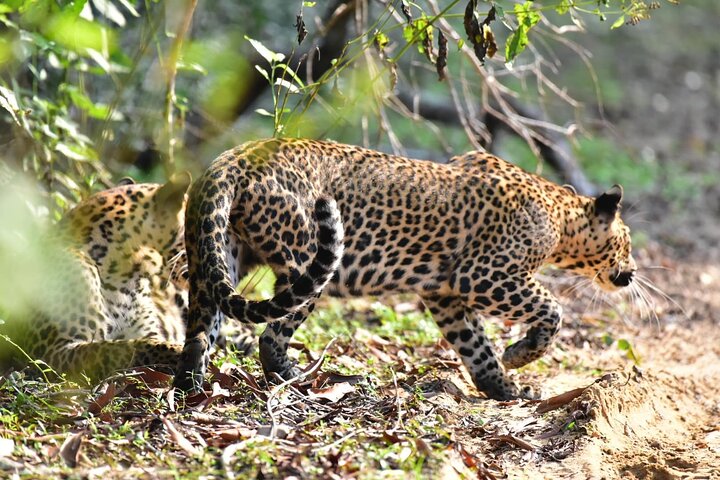 Safari di mezza giornata a Wilpattu da Anuradhapura