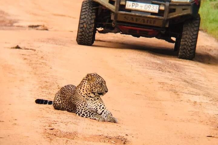 Safari privato al leopardo nel Parco Nazionale di Wilpattu da Colombo/Negombo