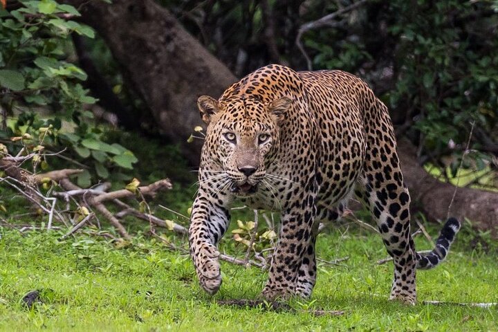 Parco Nazionale di Wilpattu | Safari Privato