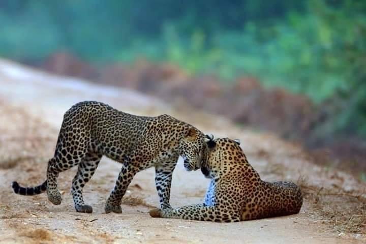 Safari nel Parco Nazionale di Wilpattu da Negombo (Tour giornaliero tutto incluso)