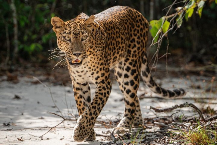 Tour Safari nel Parco Nazionale di Wilpattu