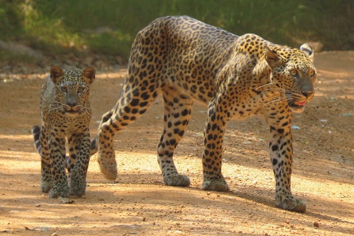 Parco Nazionale di Wilpattu | Tour safari privati