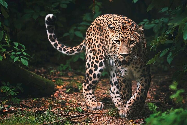 Safari nel Parco Nazionale di Wilpattu da| Anuradhapura | Negombo