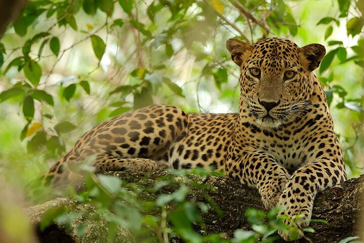 Safari di 4 ore al Parco Nazionale di Wilpattu | con naturalista